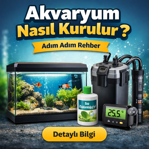 Akvaryum Nasıl Kurulur?